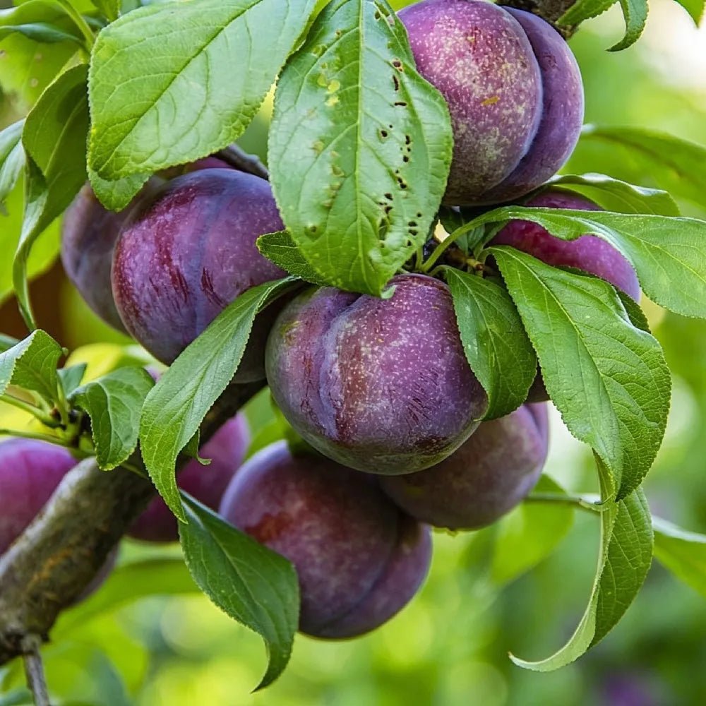 Purple plums on branch with green leaves