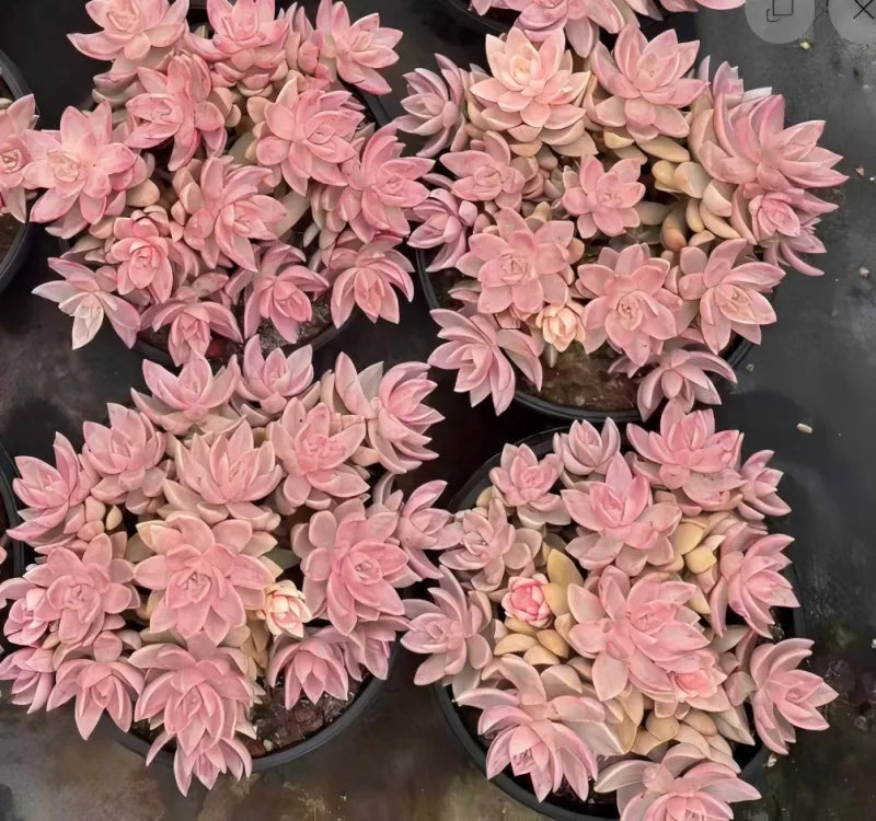 Variegated echeveria rosettes with pink petals and cream centers, clustered in pots