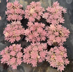 Variegated echeveria succulent rosettes, pink and cream, in round nursery pots