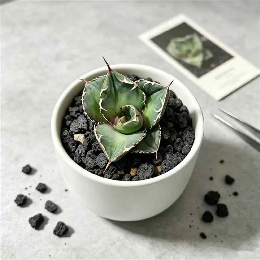 White ceramic planter with spiky green succulent in dark soil and scattered rocks