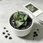 White ceramic planter with spiky green succulent in dark soil and scattered rocks
