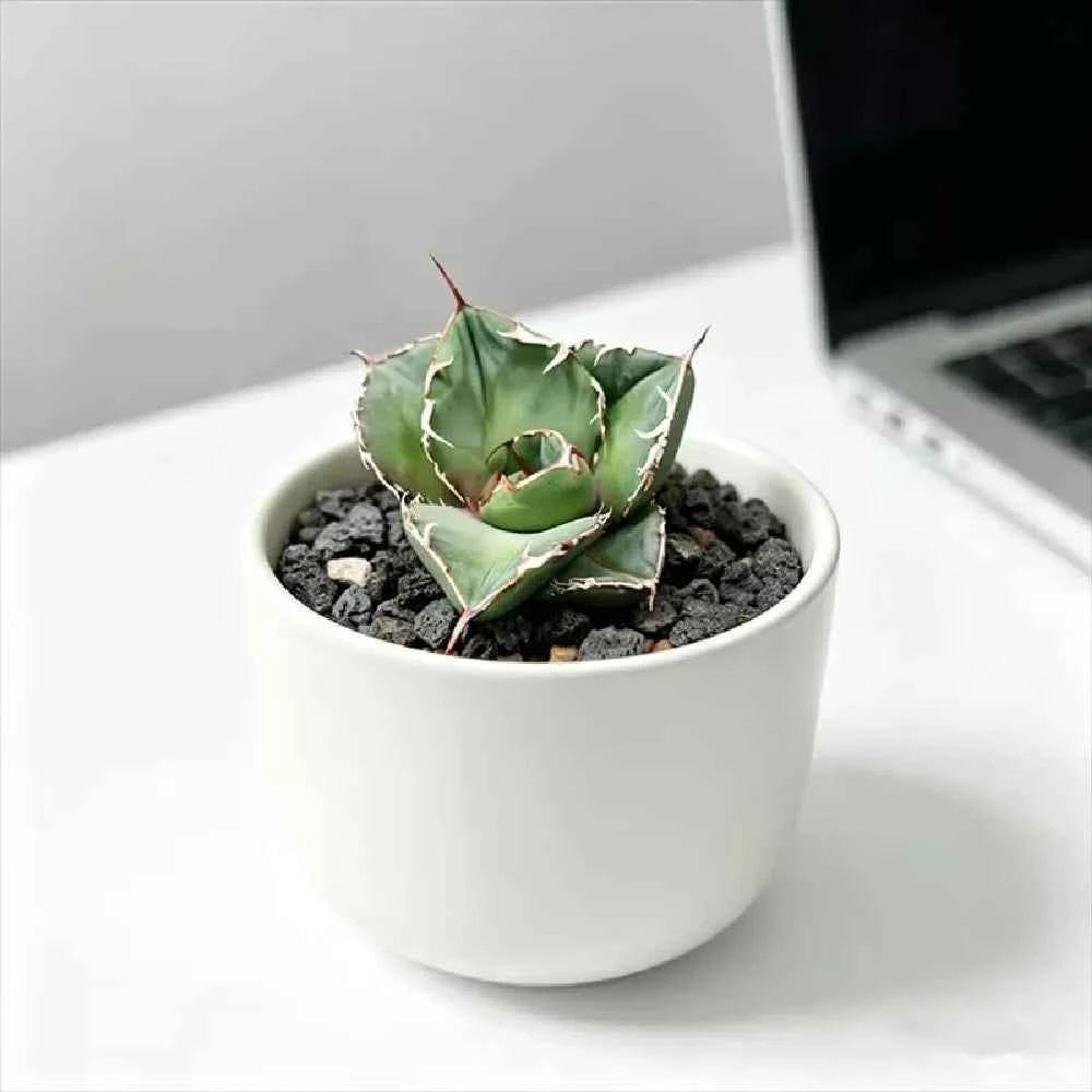 Small white ceramic planter with a spiky green succulent and dark soil filling