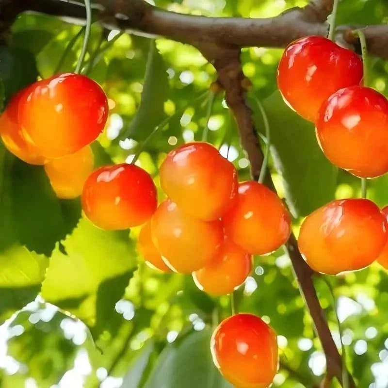 Cherry tree fruit cluster with red and yellow cherries on branches