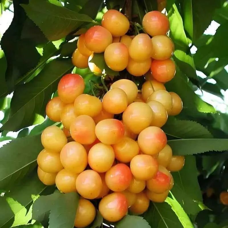 Cherry tree fruit cluster with yellow-orange and red cherries on leaves