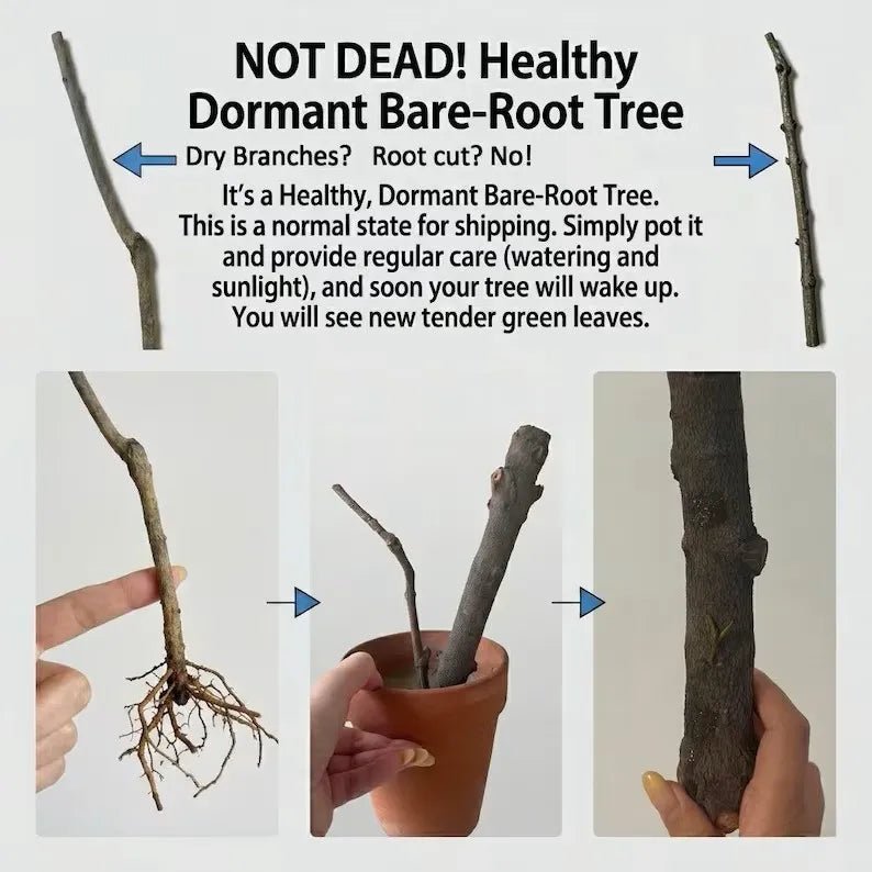 Healthy dormant bare-root tree display showing roots and trunk setup