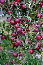 Apple tree branch with clusters of red apples and green leaves