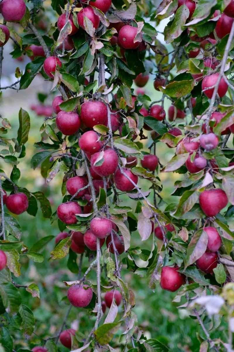 Apple tree branch with clusters of red apples and green leaves