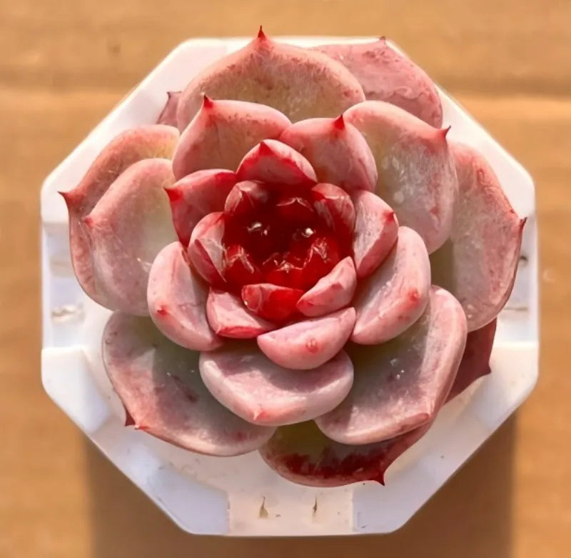 Succulent plant in a white octagonal pot with red-pink rosette leaves