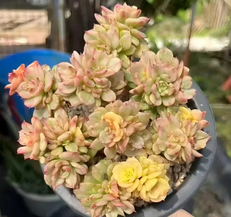 Variegated echeveria succulent cluster with pink and green rosette leaves in gray pot