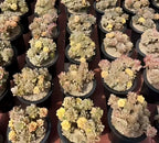 Assorted echeveria rosette succulents in black pots, yellow, pink, and cream colors