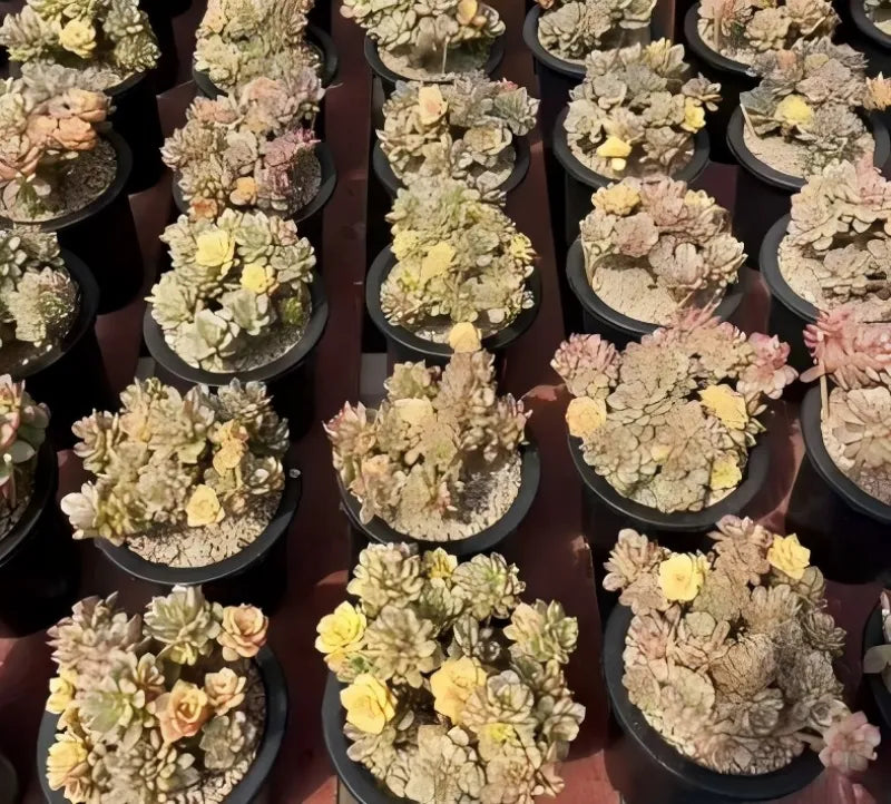 Assorted echeveria rosette succulents in black pots, yellow, pink, and cream colors