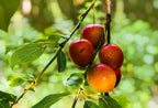 Plum tree branch with ripe dark red fruit and green leaves