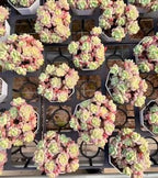 Sedum clavatum succulents in nursery trays, pale green pads with pink tips