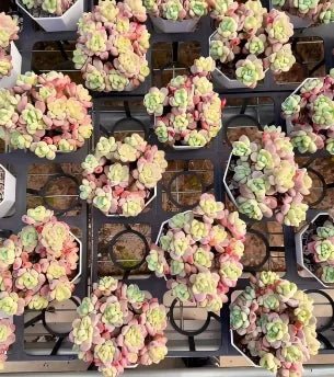 Sedum clavatum succulents in nursery trays, pale green pads with pink tips