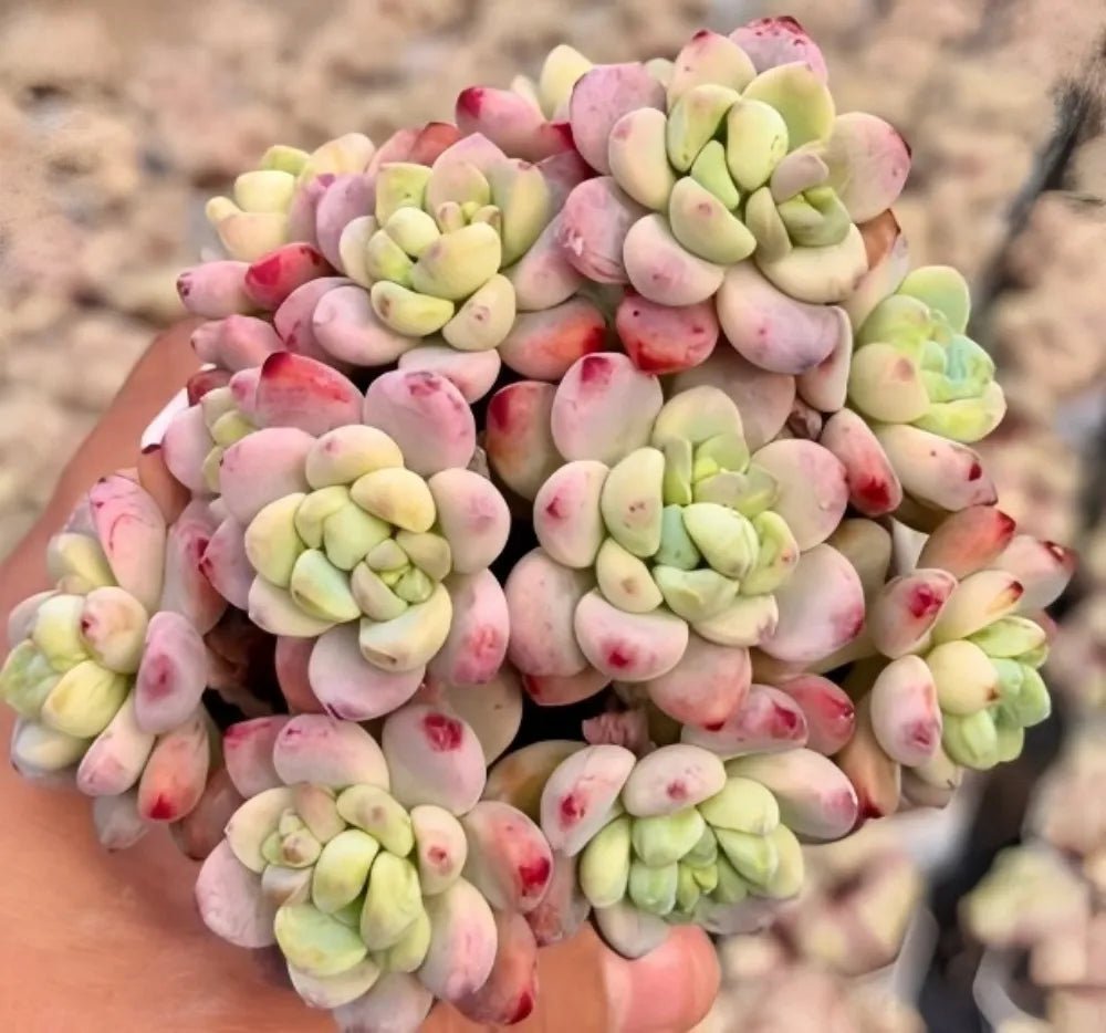 Sedum clavatum succulent pads, pale green with pink edges in a hand-held clump