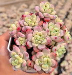 Sedum clavatum succulent cluster with pale green leaves and pink-tipped pads