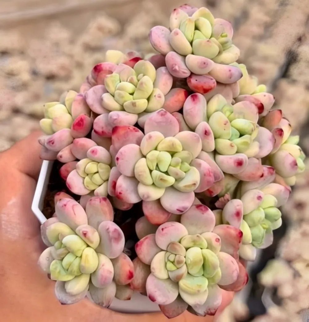 Sedum clavatum succulent cluster with pale green leaves and pink-tipped pads