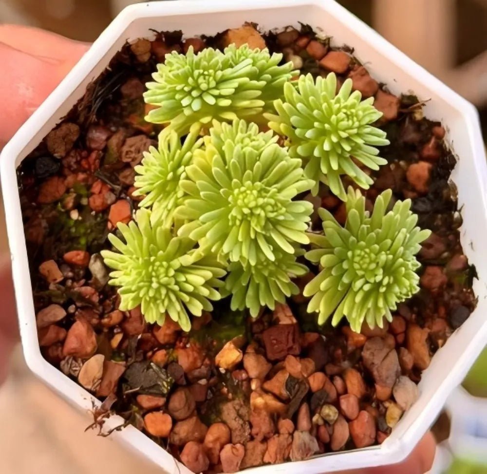Sedum succulent in white hex planter with five lime-green rosette clusters.