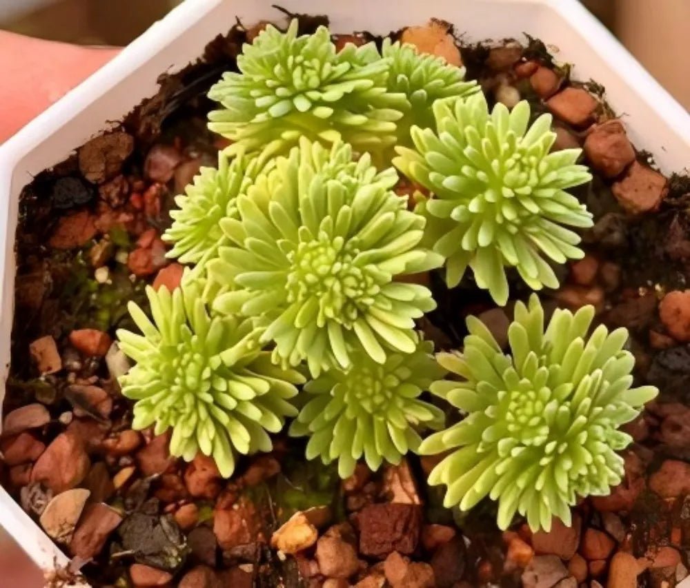 Sedum succulent in white hex planter with multiple lime-green star rosette heads.