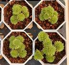 Set of four Sedum succulents in white hex planters, lime-green rosette clusters.