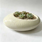 White shallow ceramic planter bowl with crackle glaze, holds succulent plants and pebbles