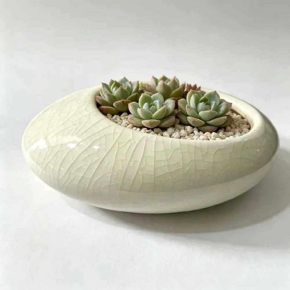 White shallow ceramic planter bowl with crackle glaze, holds succulent plants and pebbles