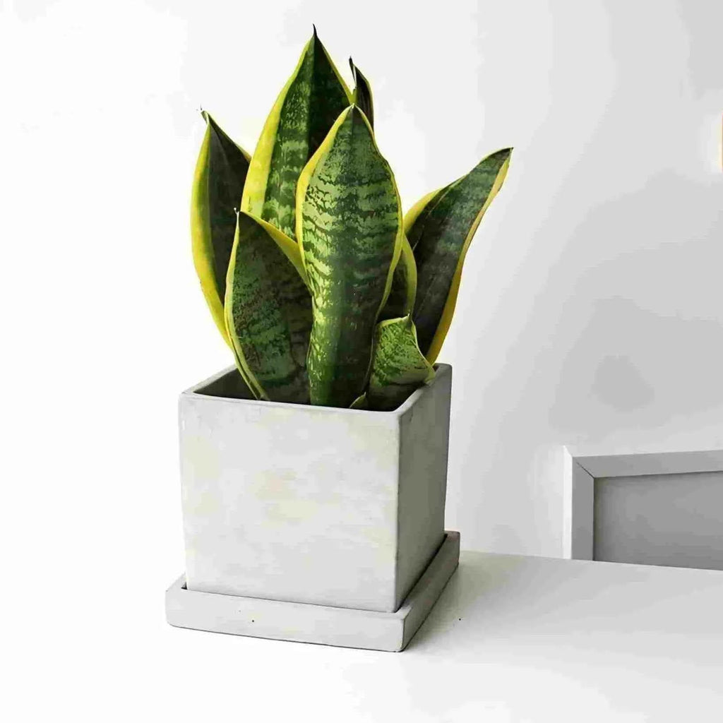 Variegated snake plant in white square ceramic pot, upright green leaves with yellow variegation