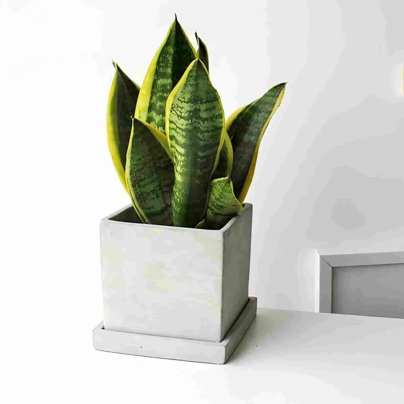 Variegated snake plant in white square ceramic pot, upright green leaves with yellow variegation