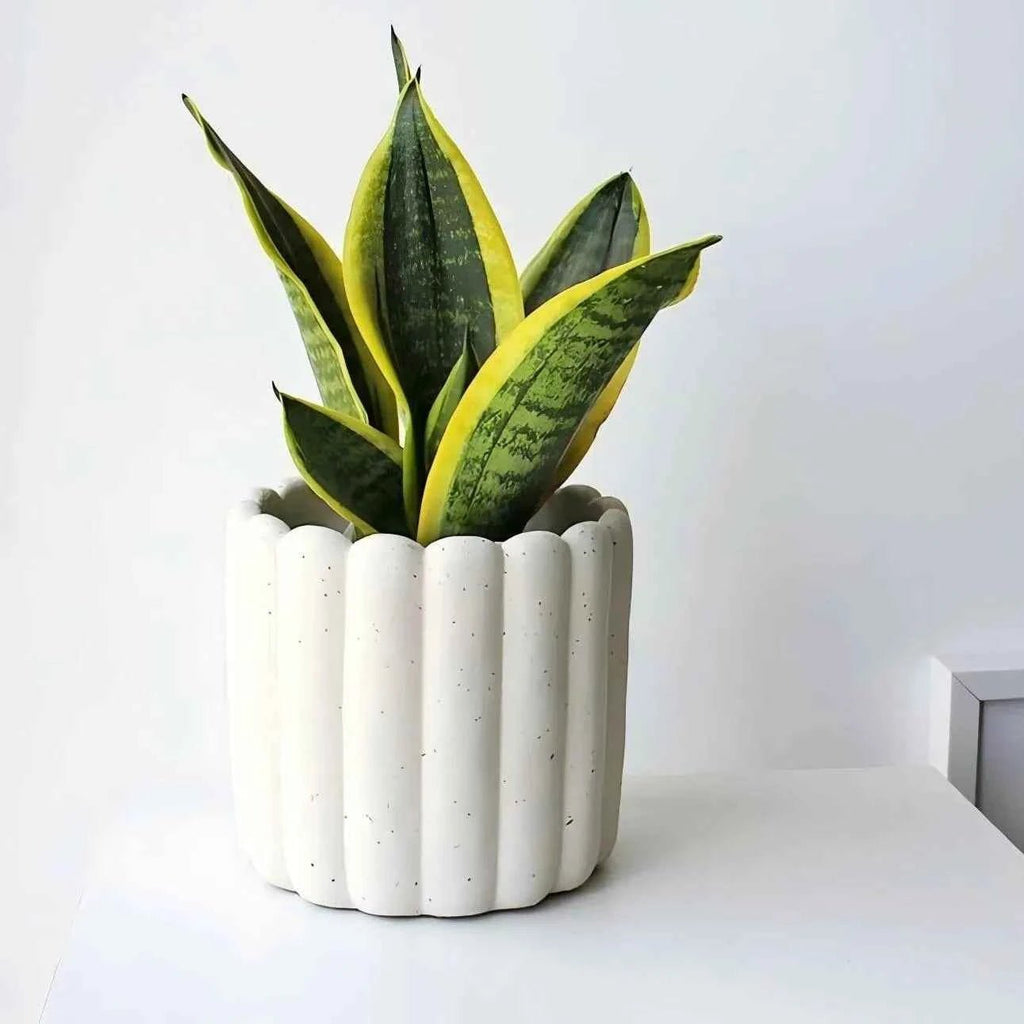 Variegated snake plant in white ribbed ceramic pot, upright green leaves with yellow variegation
