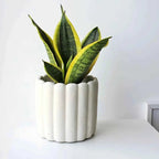 Variegated snake plant in white ribbed ceramic pot, upright green leaves with yellow variegation