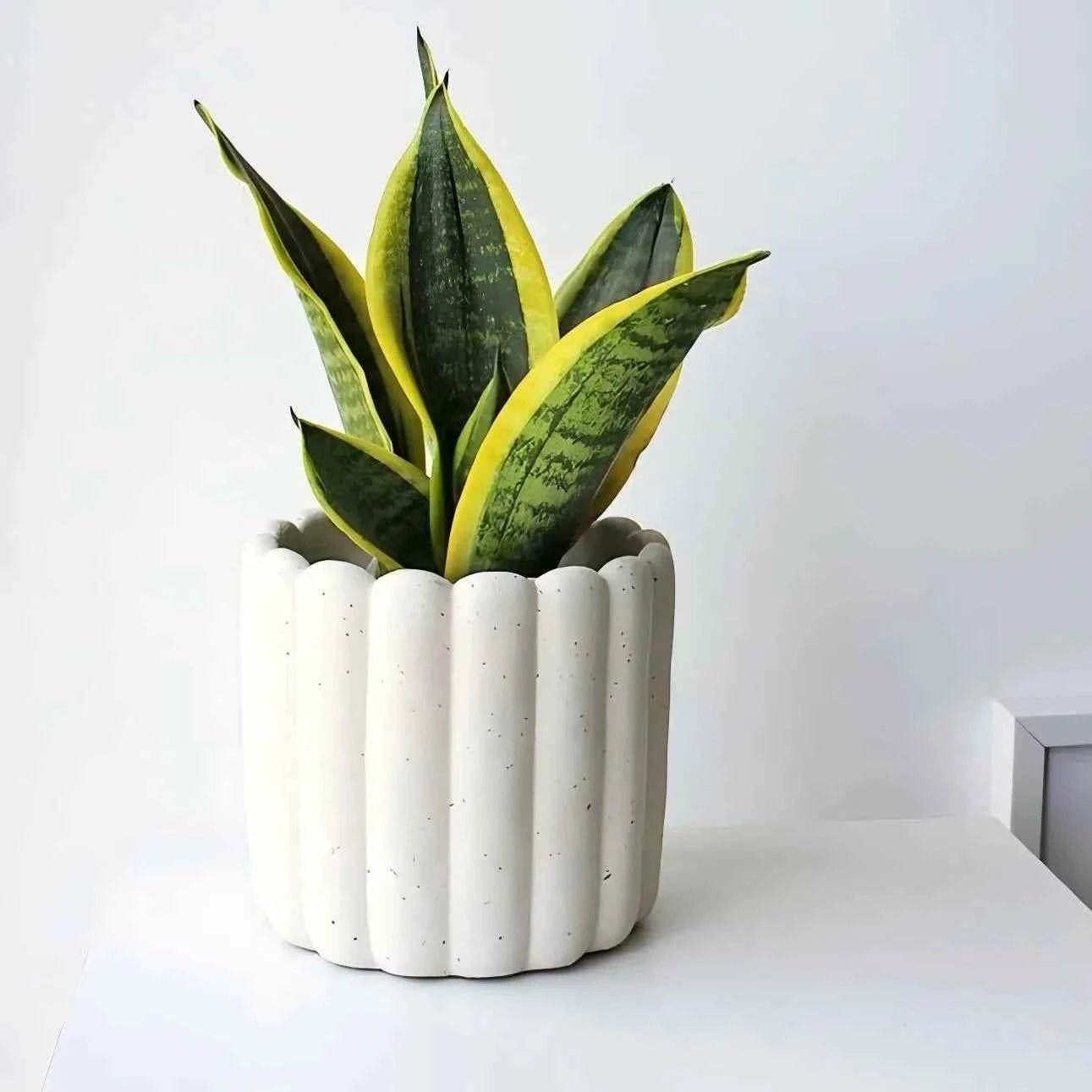 Variegated snake plant in white ribbed ceramic pot, upright green leaves with yellow variegation