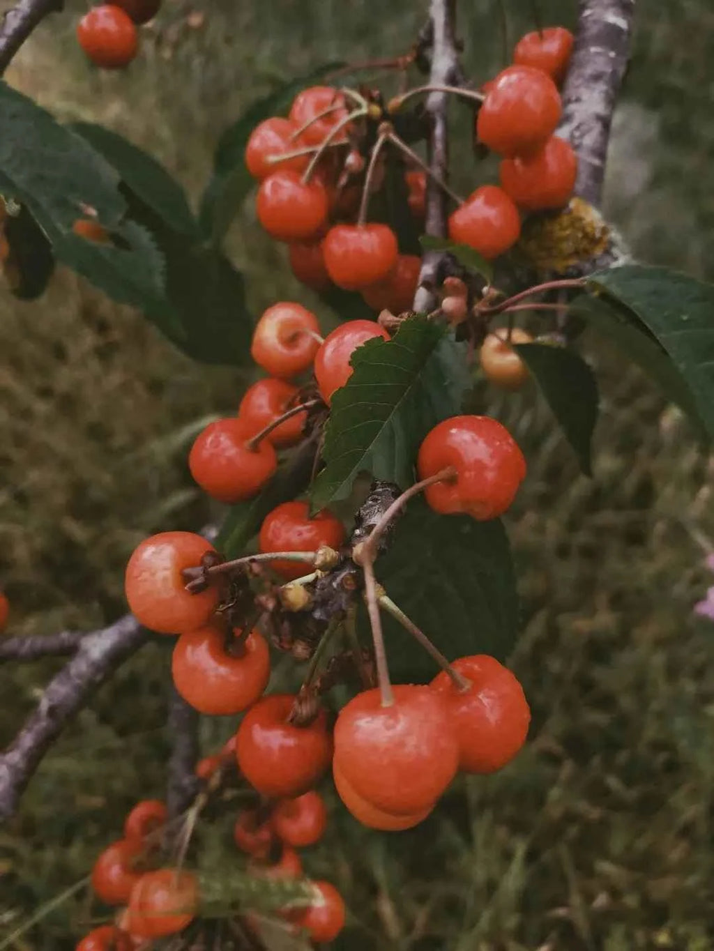Cherry tree branch with clusters of red fruit and green leaves