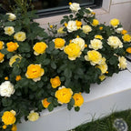 Yellow and cream rose plant with abundant blossoms along a garden border