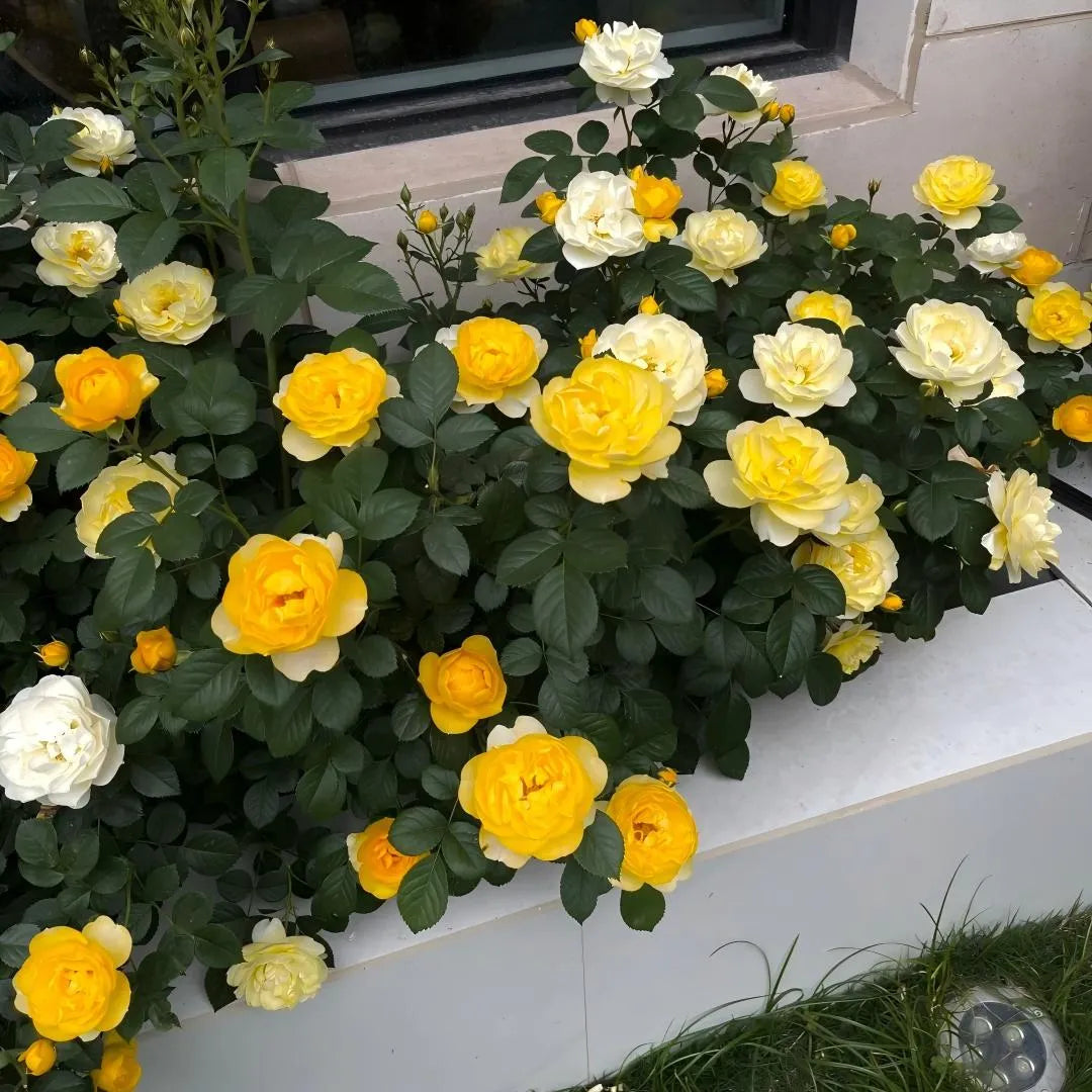 Yellow and cream rose plant with abundant blossoms along a garden border