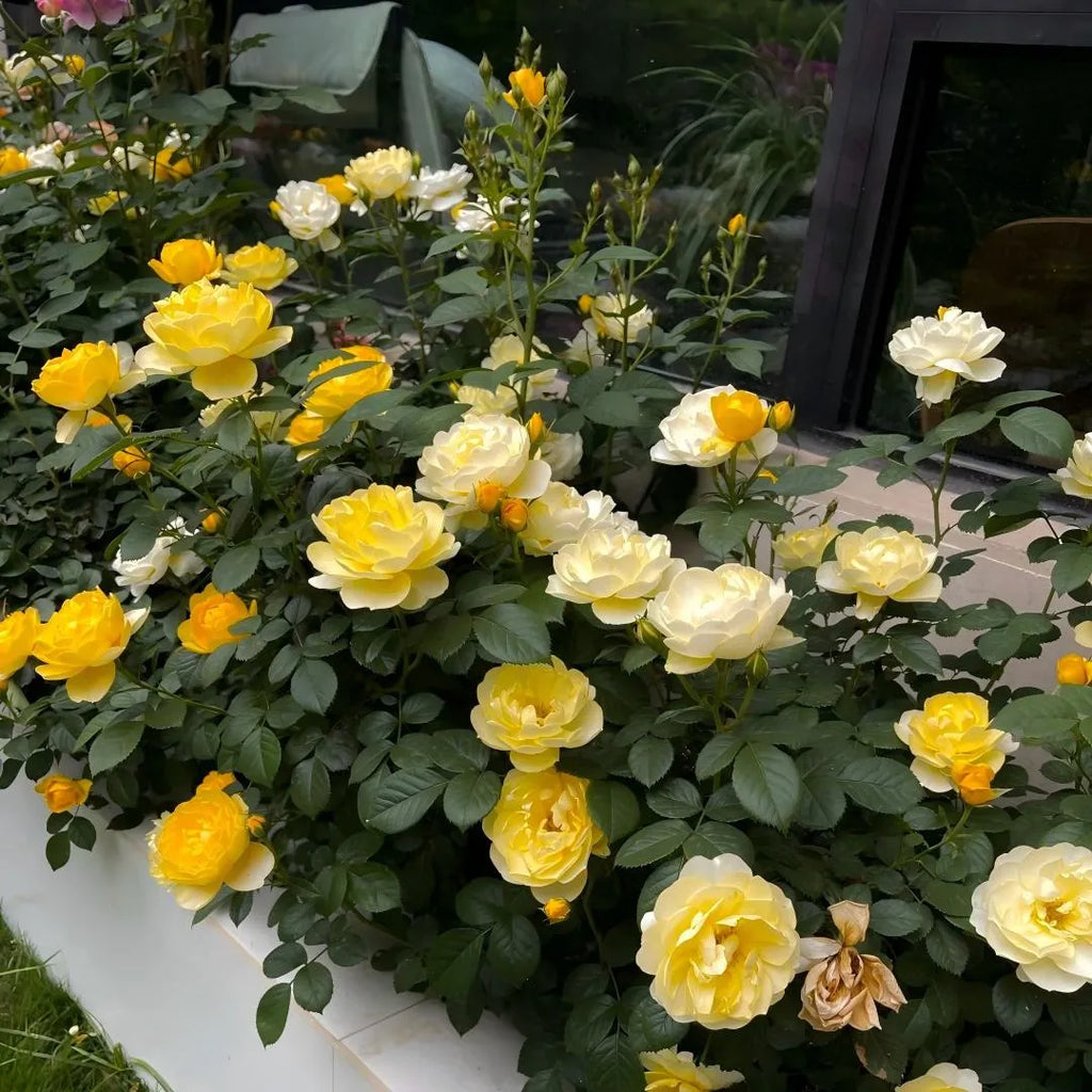 Sunny yellow and cream rose plant with clusters of blossoms and green leaves