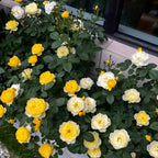 Mixed yellow and white rose blossoms with green foliage in a garden planter