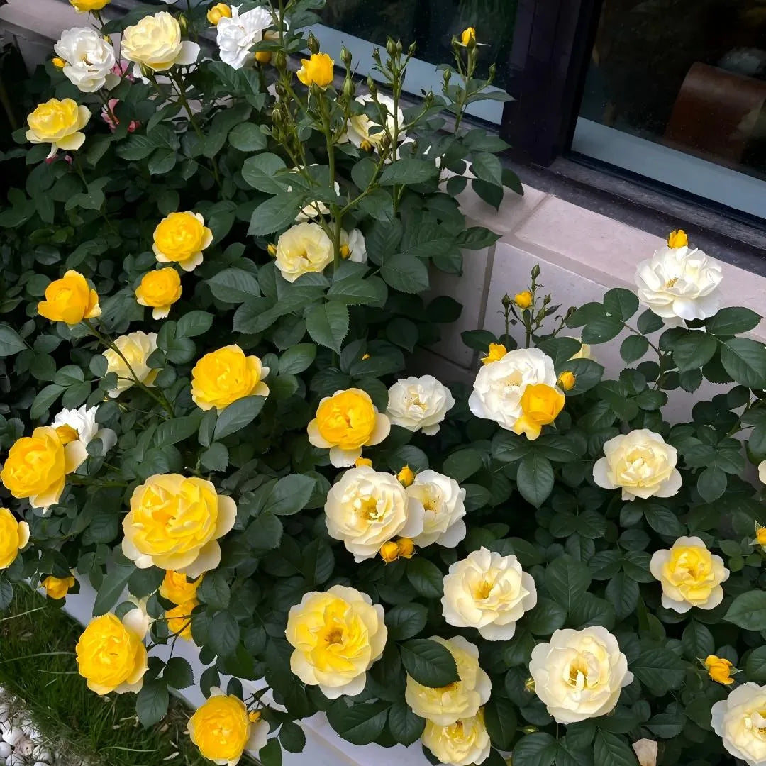 Mixed yellow and white rose blossoms with green foliage in a garden planter