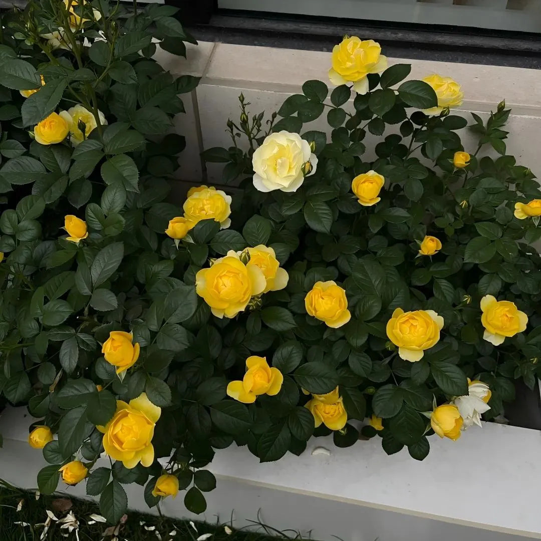 Yellow and cream rose plant with many blossoms in a planter bed along a wall