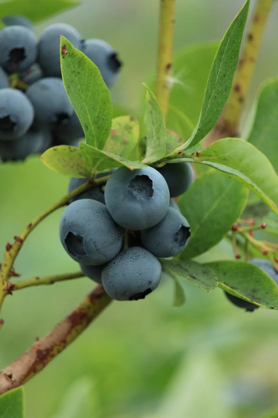Sweetheart blueberry bush with ripe blue berry clusters