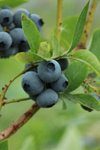Sweetheart blueberry bush with ripe blue berry clusters