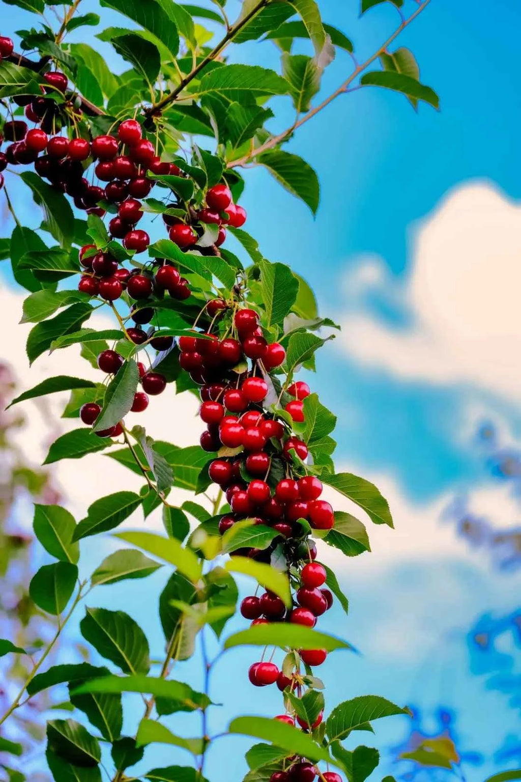 Bare-root cherry tree branch with clusters of red cherries and green leaves