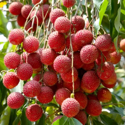 SweetHeart Lychee Tree - 1.5ft. Tall Bare Root Soil Song