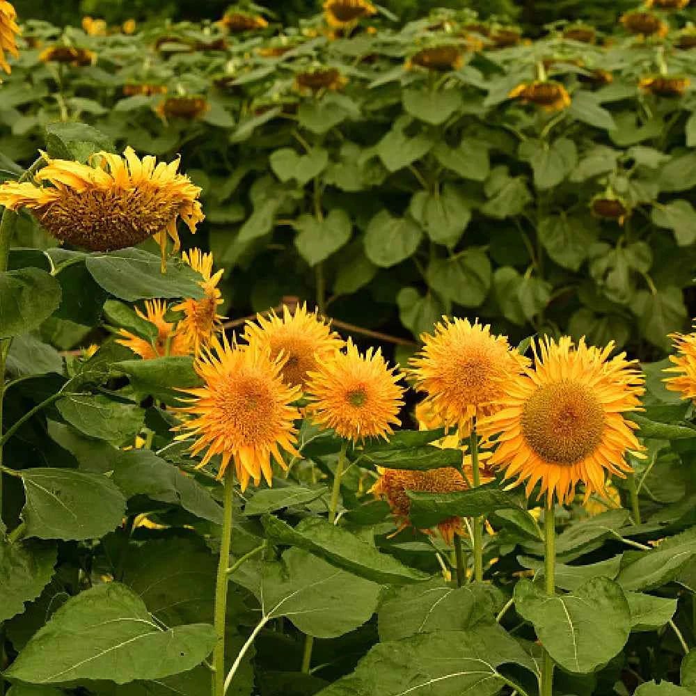 Orange-yellow sunflower blooms with green leaves and stems