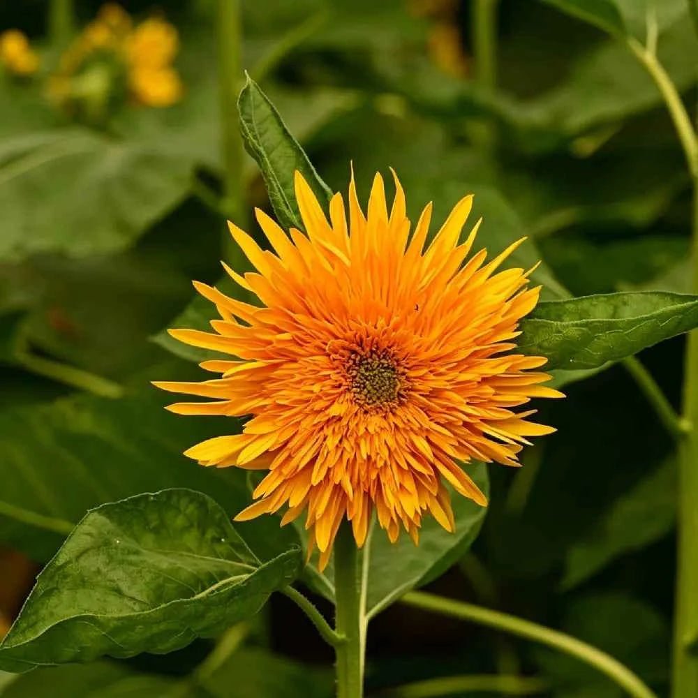 Single orange sunflower with bright petals and textured center on green stem