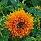 Large orange sunflower bloom with layered petals and dark center, green foliage