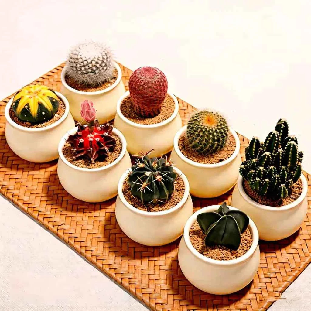 Cactus plant set in small white pots with mixed round and spiky cacti