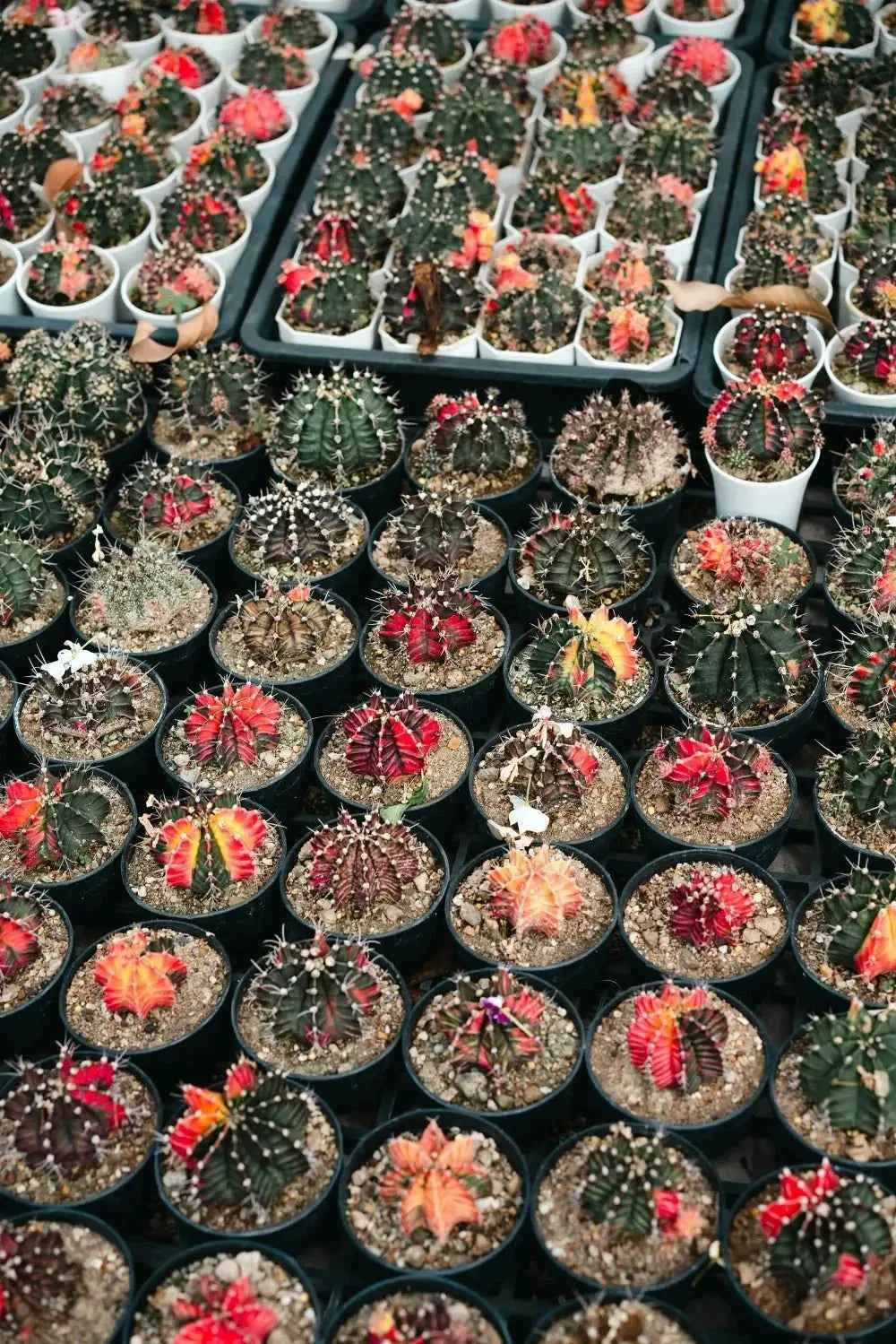 Mini cactus assortment in small pots with colorful spines and blooms
