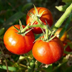 Tomato seed variety with glossy red-orange tomatoes on green vine stems