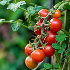 Tomato seed variety with red and some yellow tomatoes on leafy vine cluster