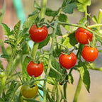 Tomato seed variety shown as red tomatoes on green vine, clustered fruit